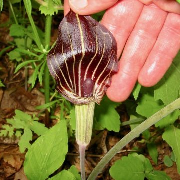 Jack in the Pulpit