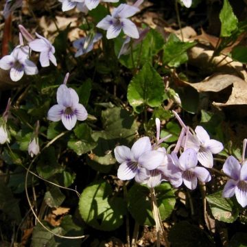 Long-spurred violet