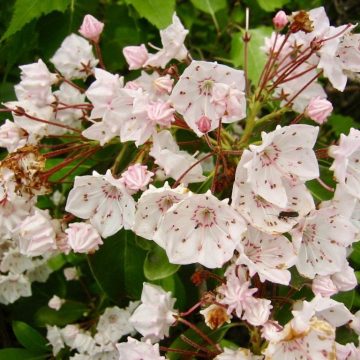 Mountain laurel in bloom