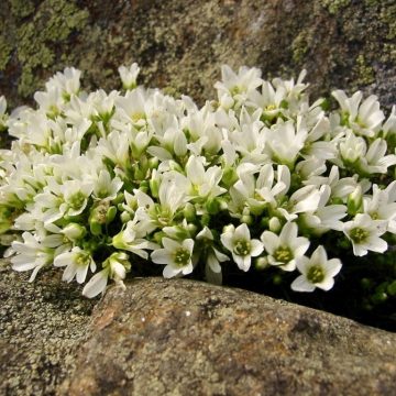 Mountain sandwort