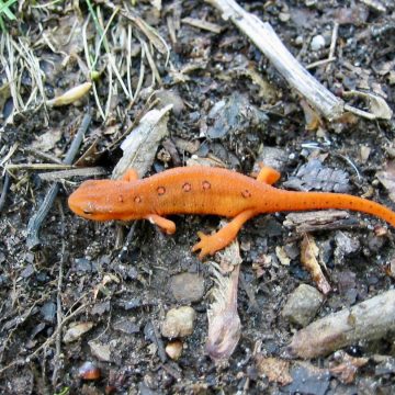Orange salamander crossing the trail