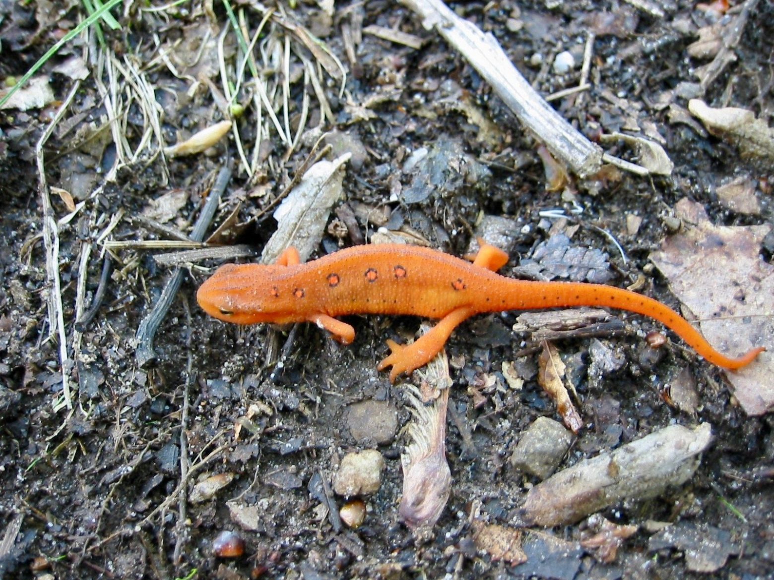 Orange salamander crossing the trail