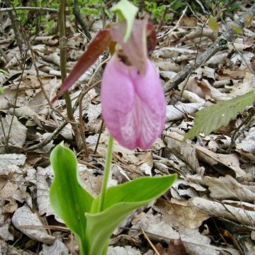 Pink lady’s slipper