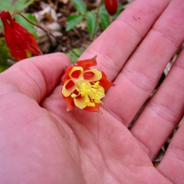 Red columbine close-up