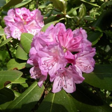 Rhododendron in bloom