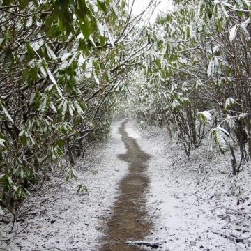 Snowy trail through rhododendron near Max Patch Bald