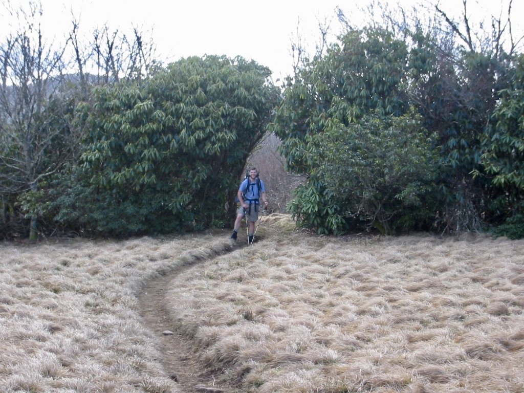 Trail carved through rhododendron in Spence Field