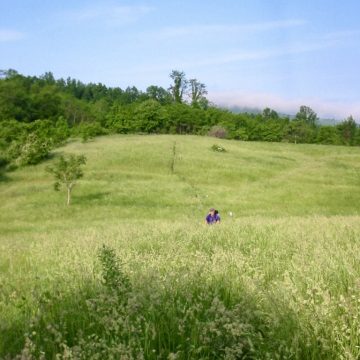 Trail through spring field