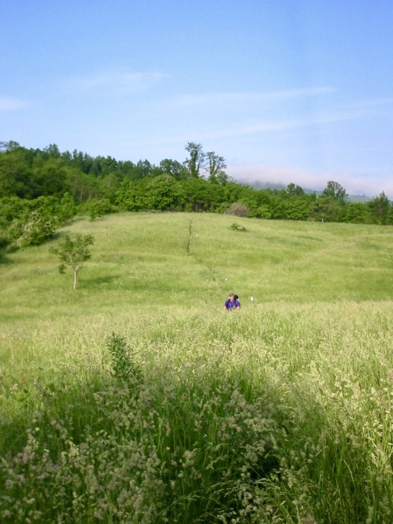 Trail through spring field