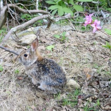 Trailside bunny
