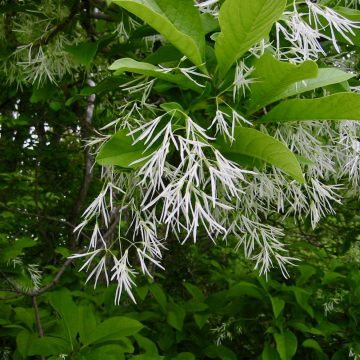 White fringetree