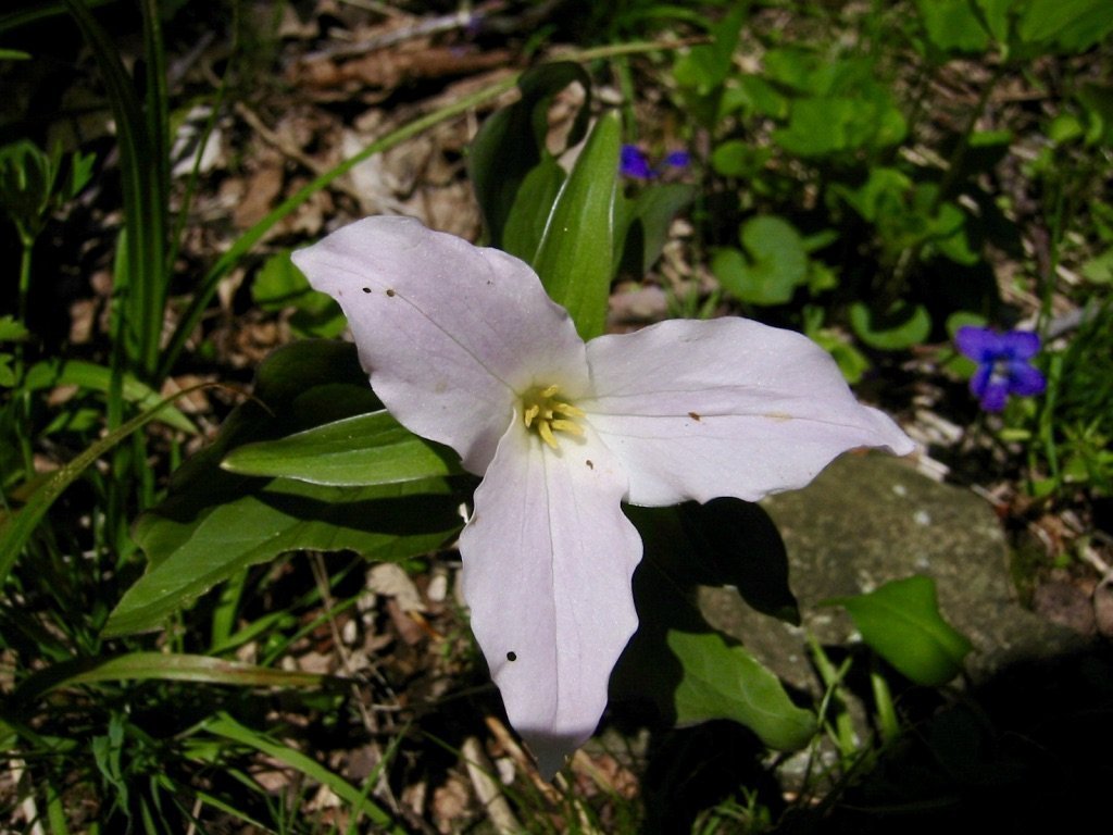 White trillium White trillium