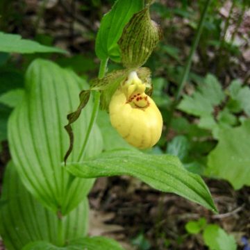 Yellow Lady’s Slipper
