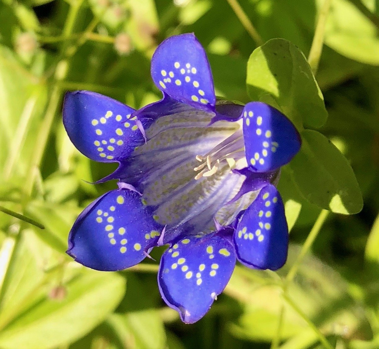 Gentian basking in the sunshine