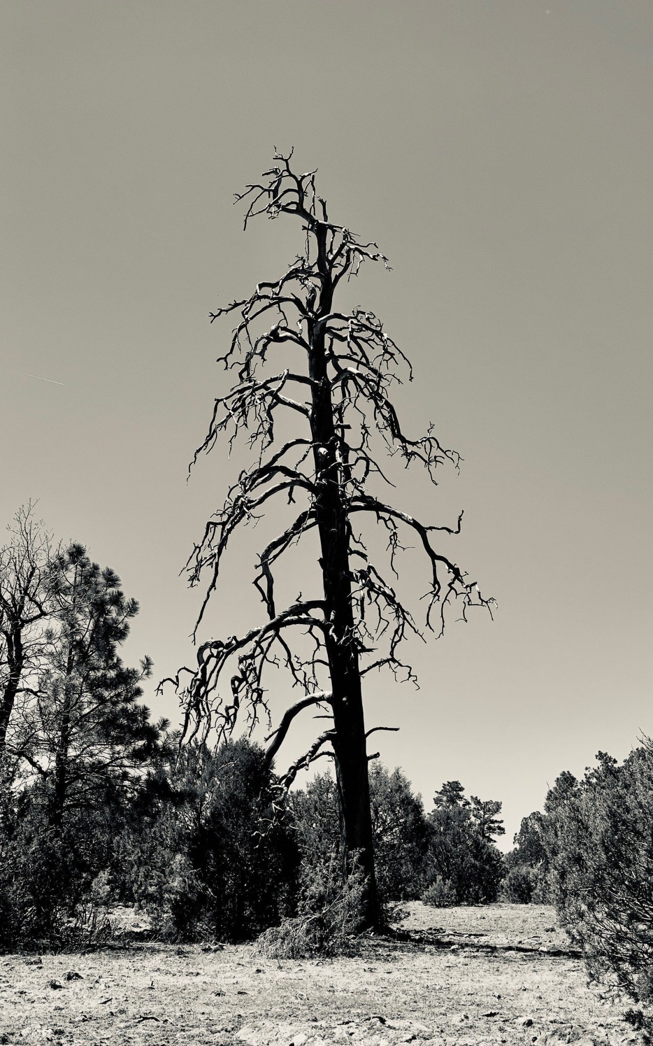 A ghostly dead tree