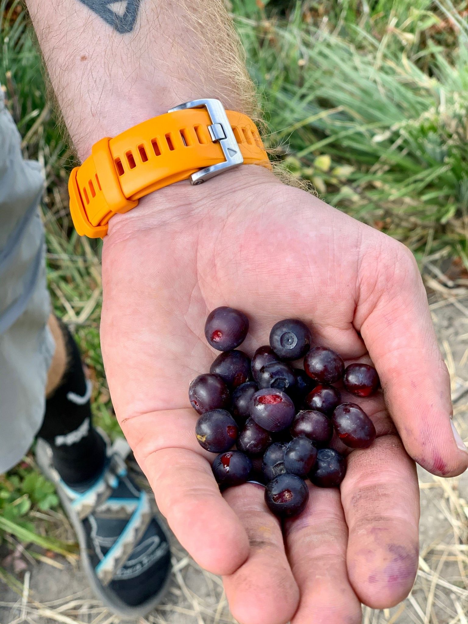 A fistful of huckleberries