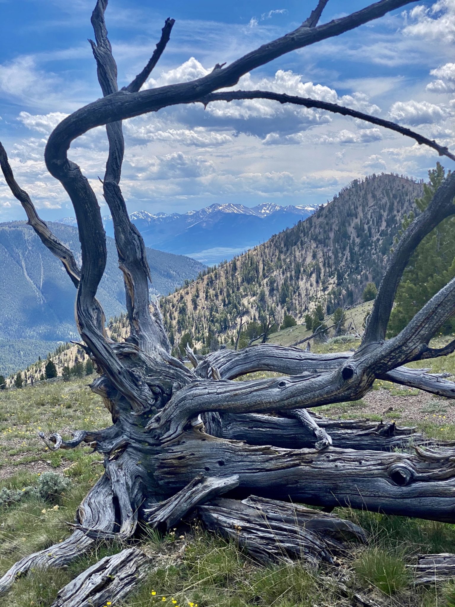 Deadwood framing the view