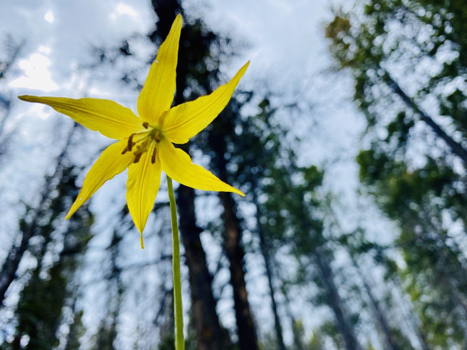 Glacier Lily