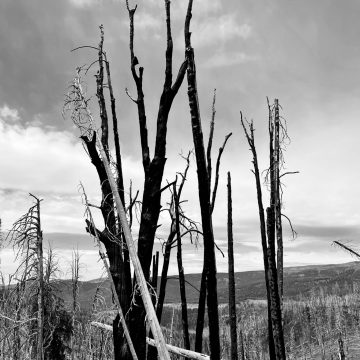 The gothic artwork of scorched trees