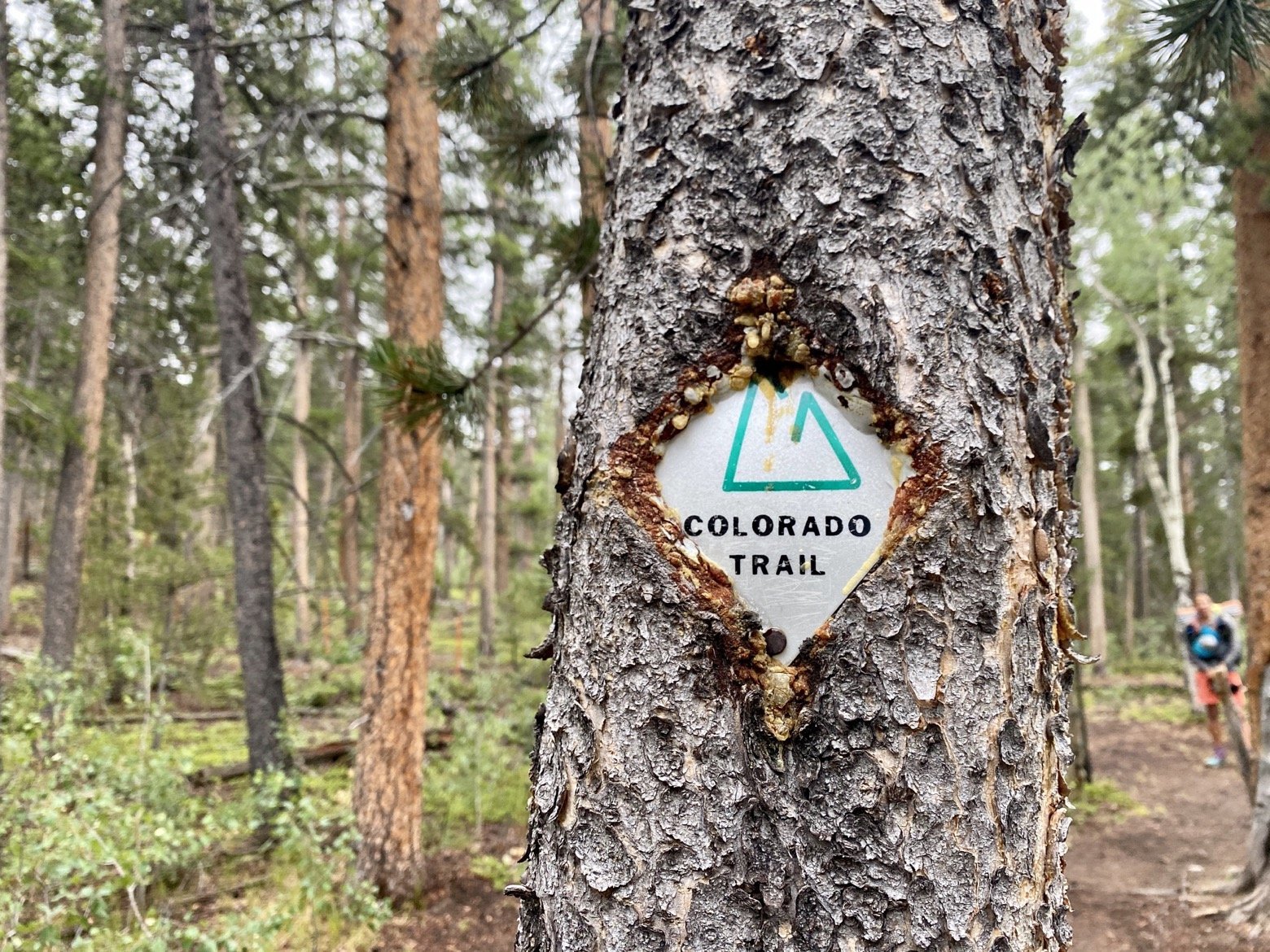 Trail sign swallowed by bark