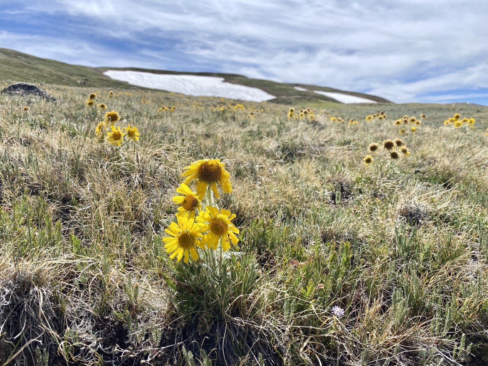 Wildflowers braving the tundra