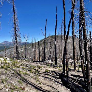 An even newer section of the burn