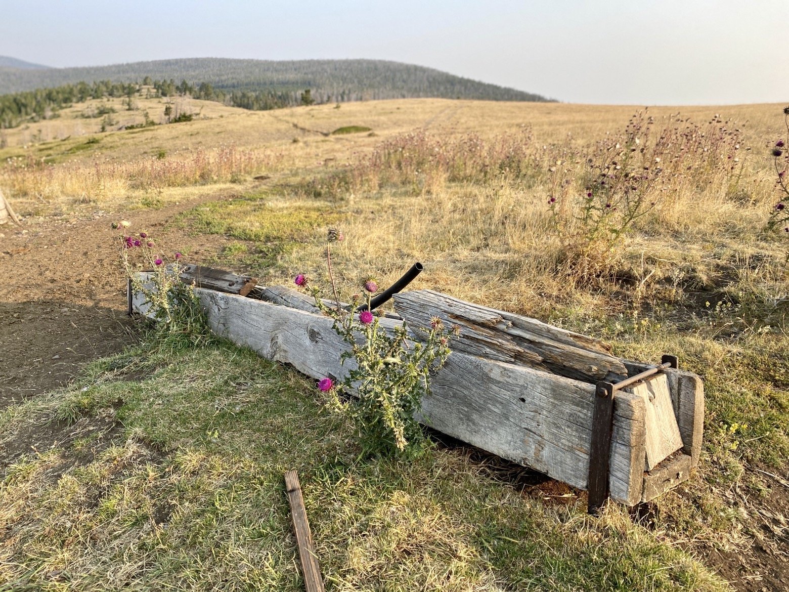 An old trough adorned with thistles