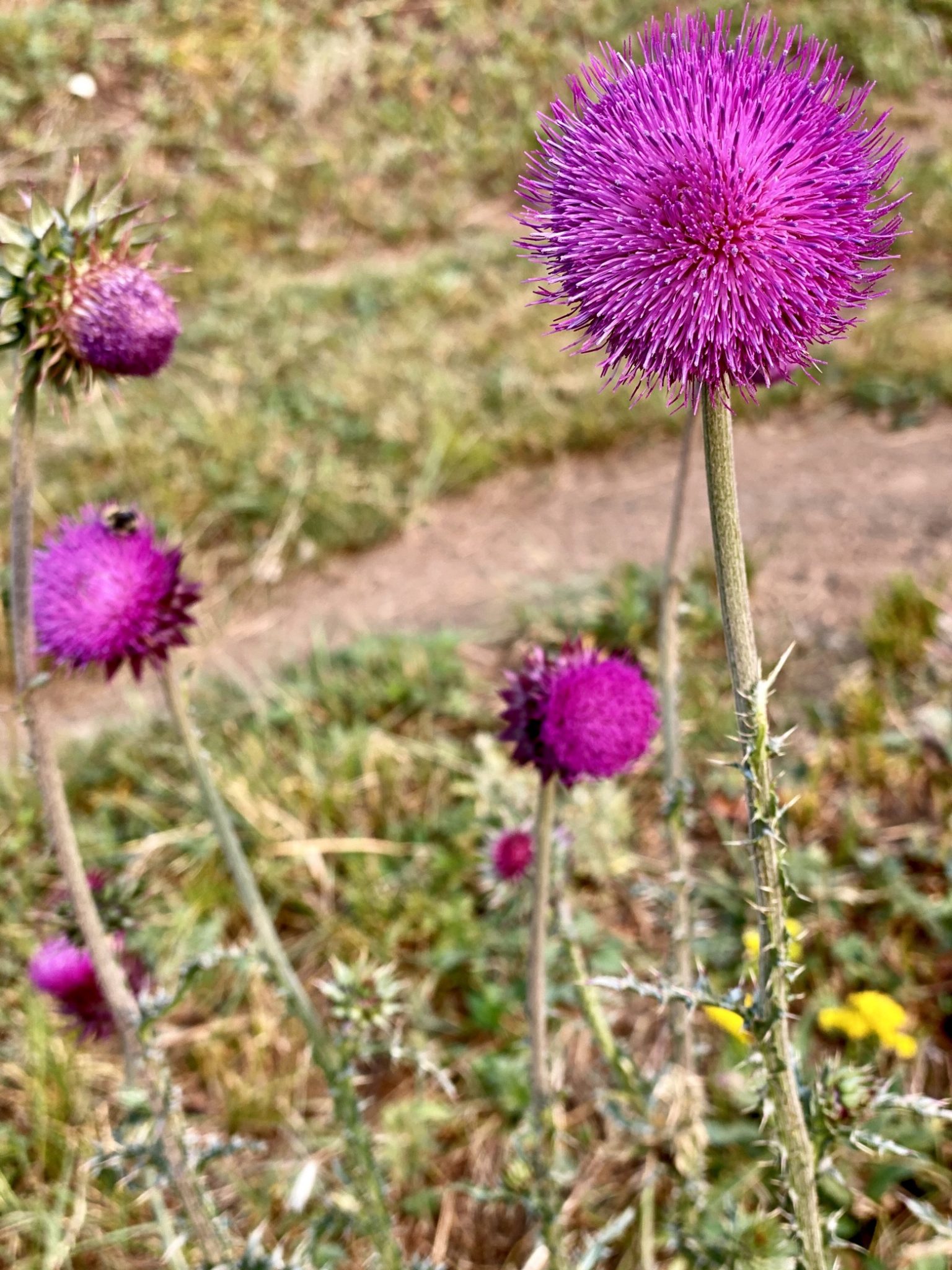 Beautiful thistles up close