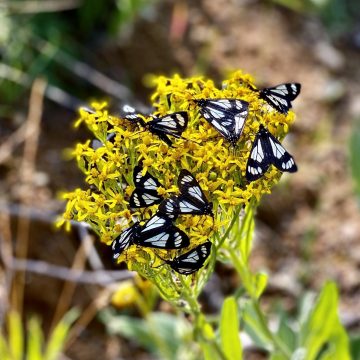 Butterfly bonanza