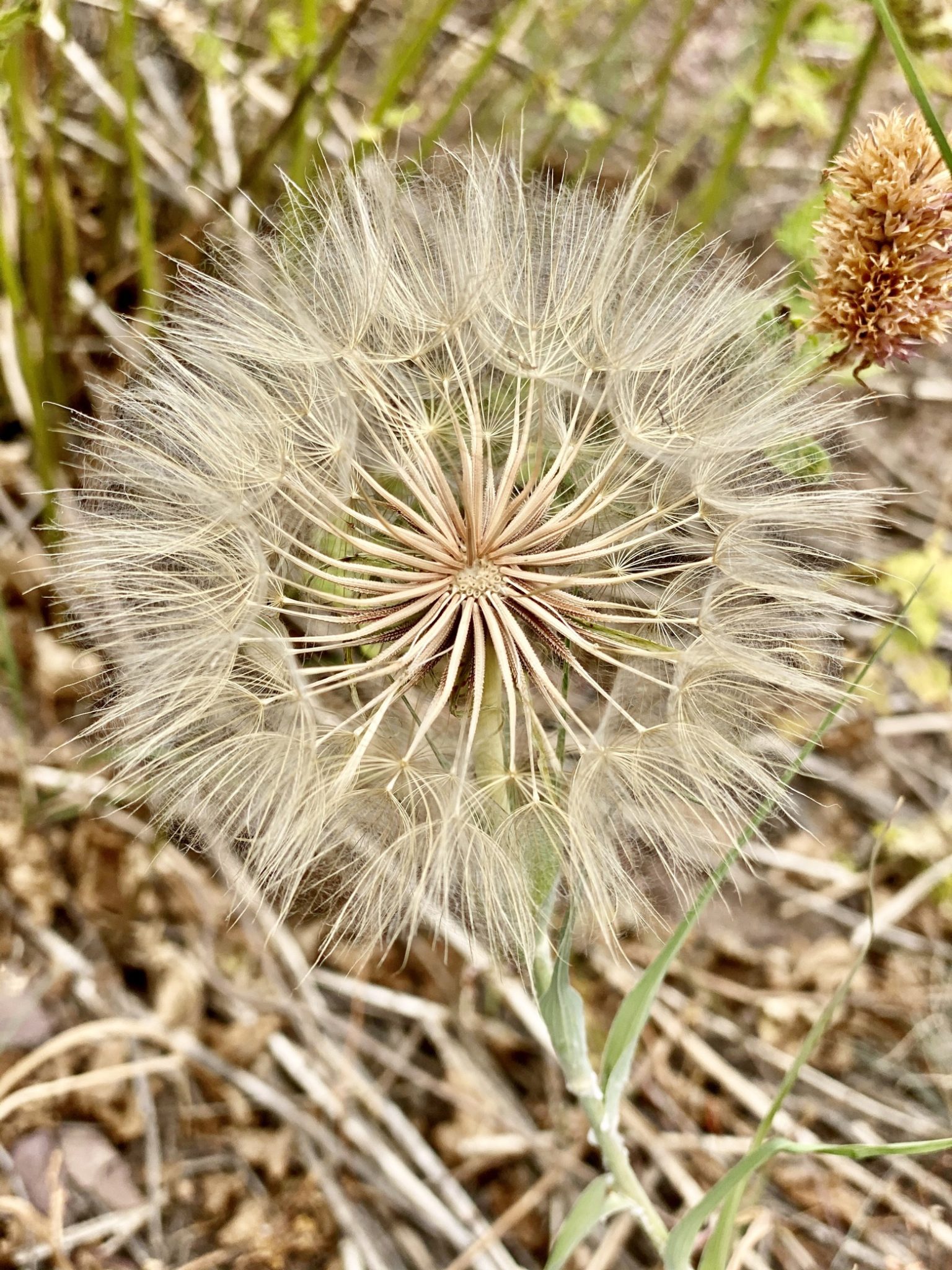 Close-up of a dandelion lookalike