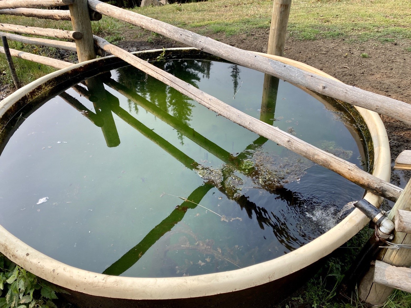 Delicious cow tank water...from the pipe, anyway