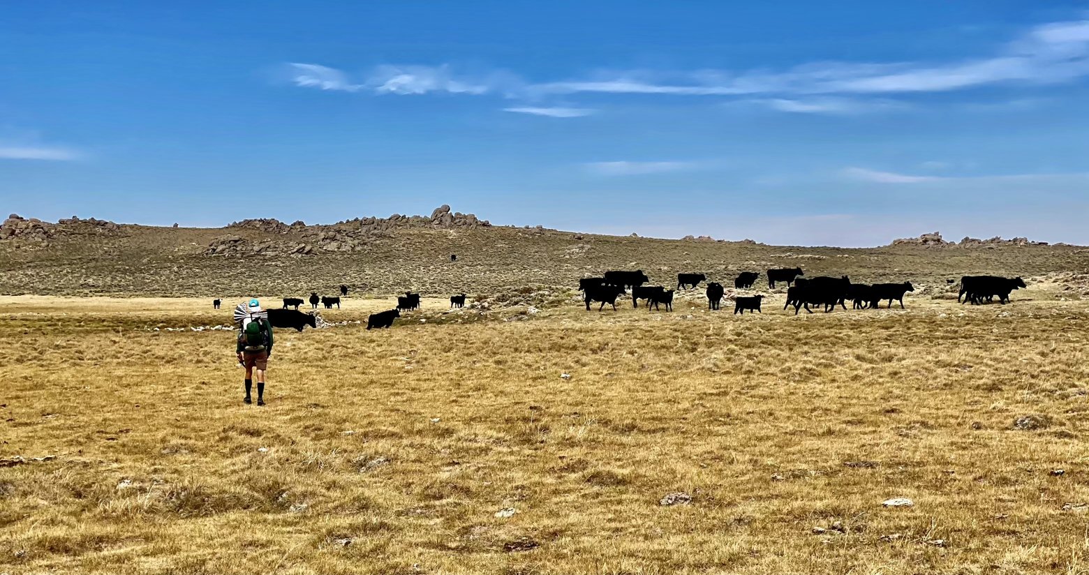 Asking the cows to share the water at Upper Mormon Spring