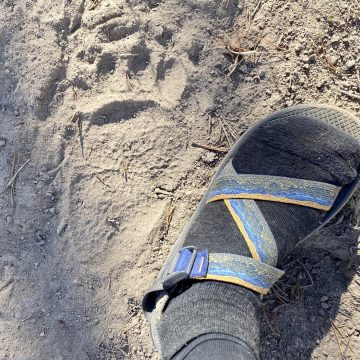 Grizzly bear print in sandy trail