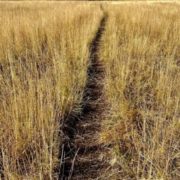 Trail through fields of gold