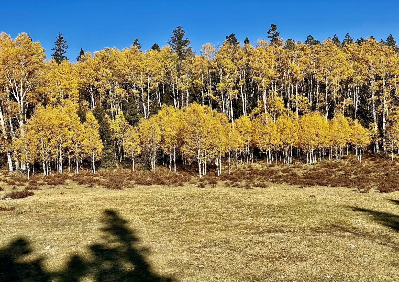 Aspens lined up in perfect rows