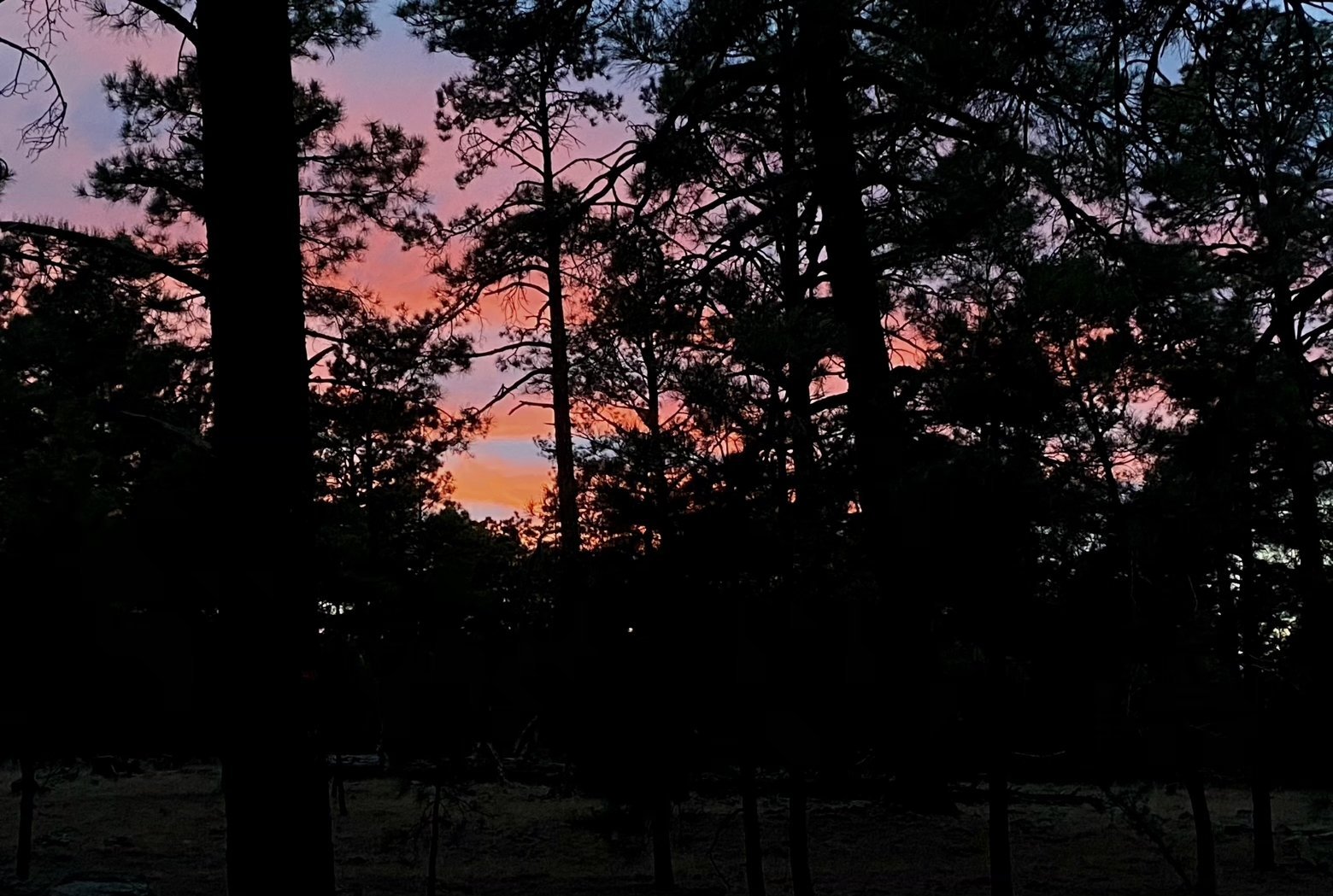 Bright colors of sunset through the pines