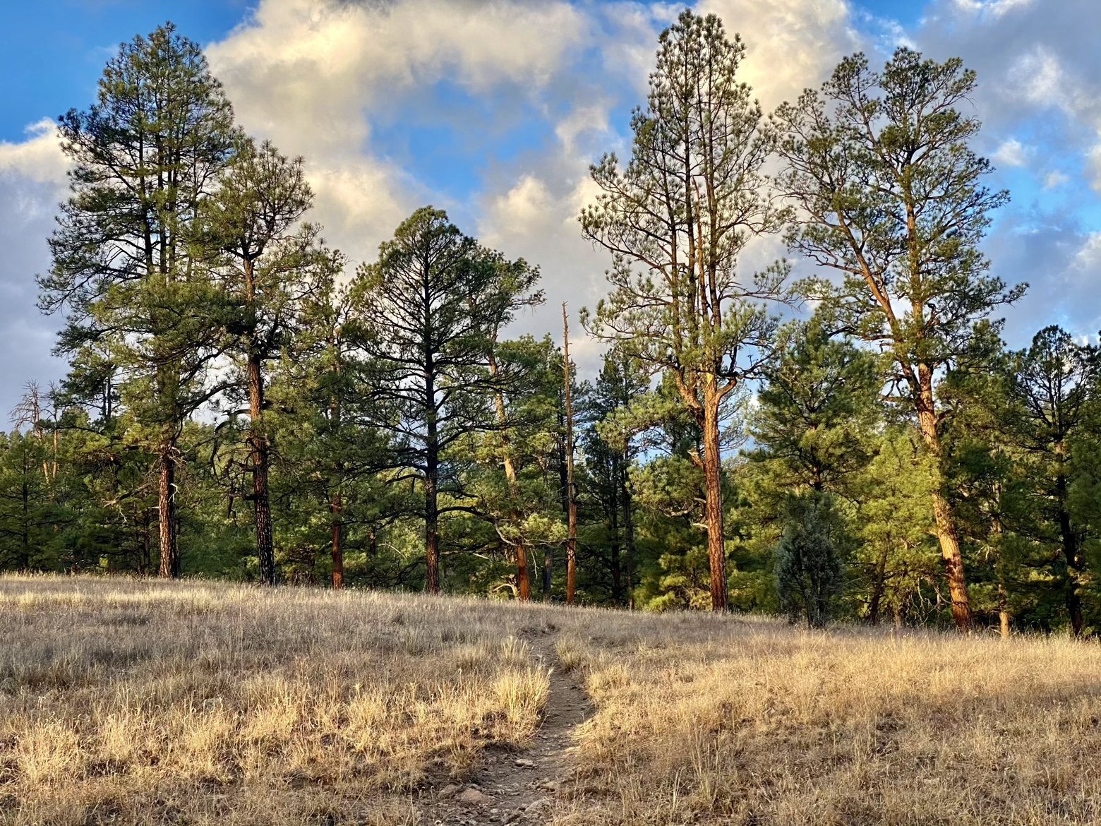 Good morning Ponderosa Good morning, Ponderosa