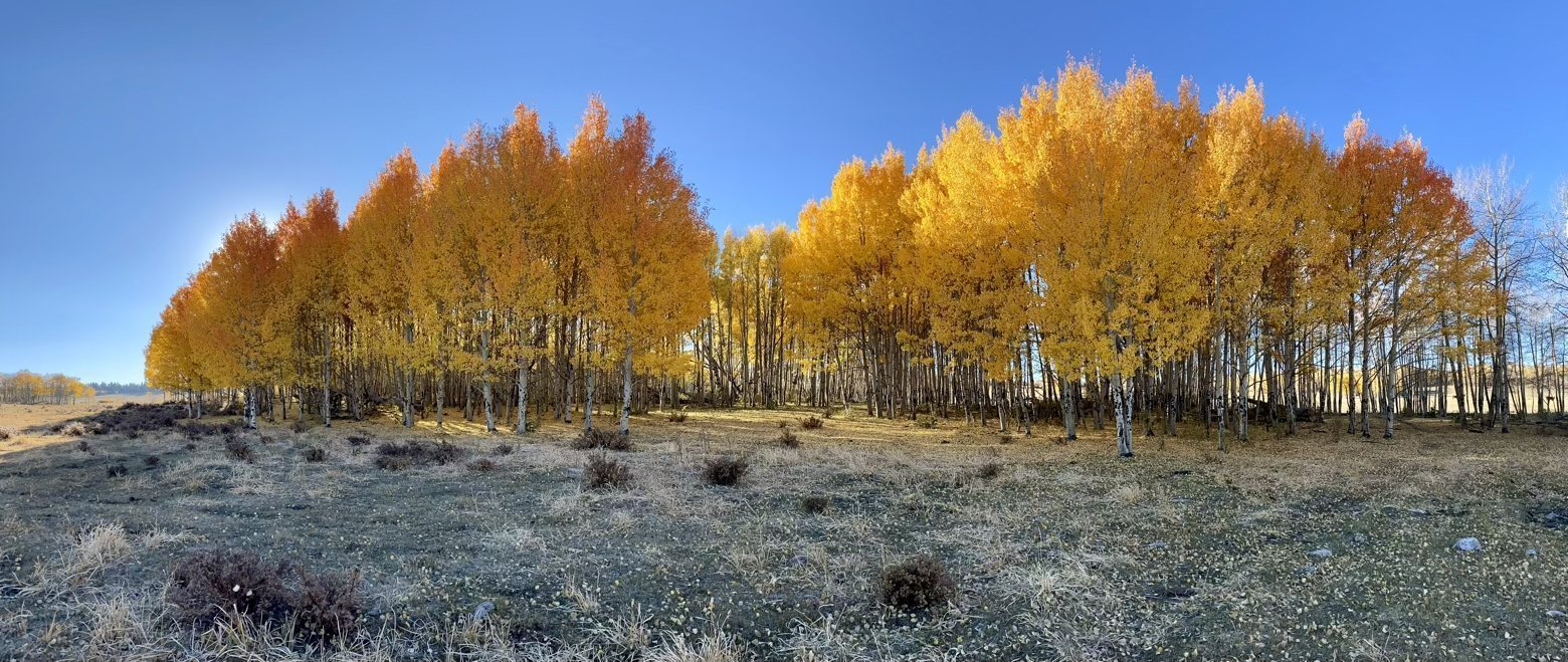 One final stand of aspens aglow