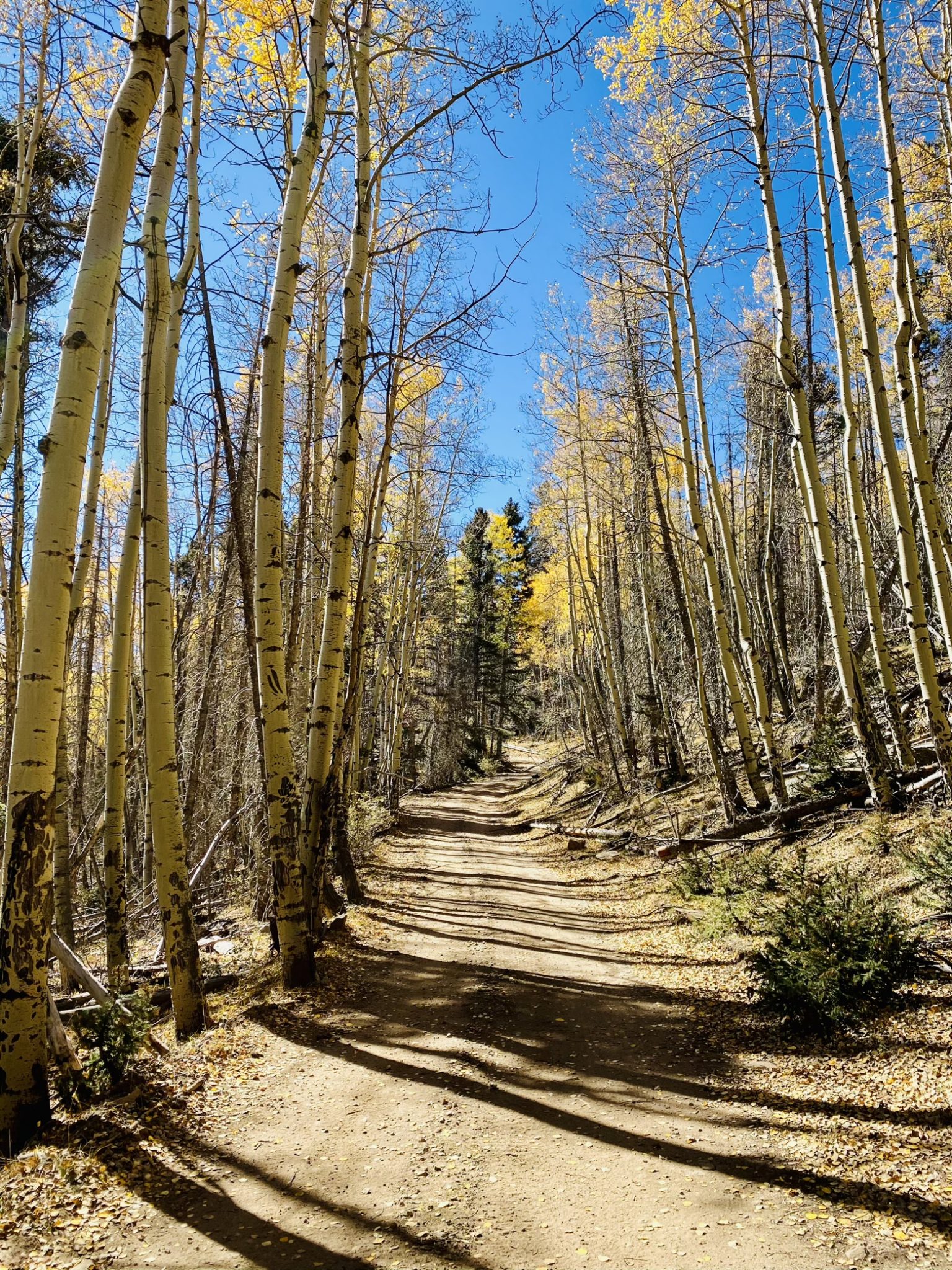 Stately aspens on the climb to Mount Taylor