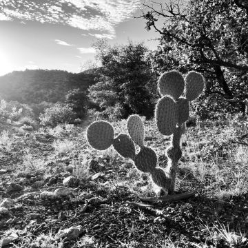 A cactus basking in the sunset