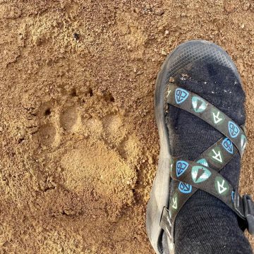Bear print in the sand
