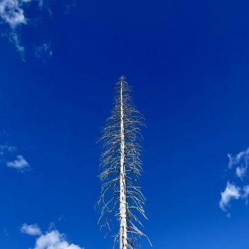 Dead tree piercing a blue sky