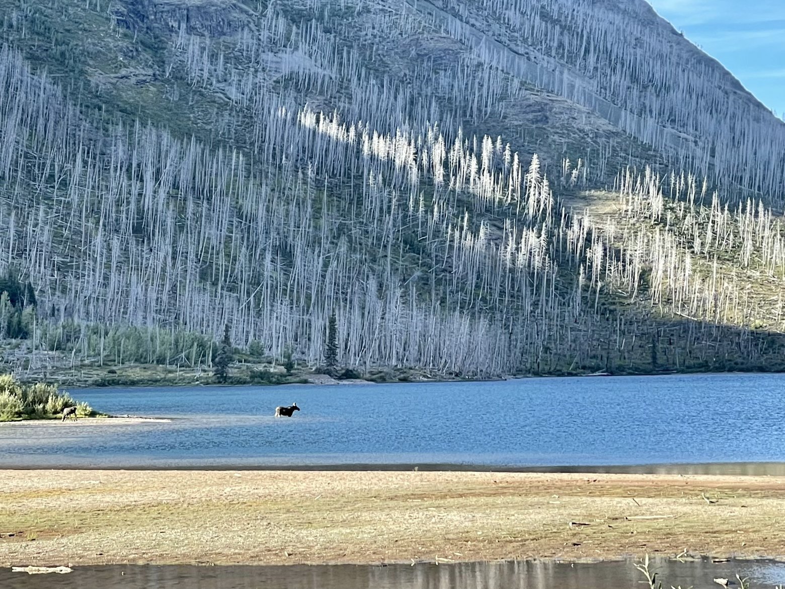 Moose wading into Red Eagle Lake