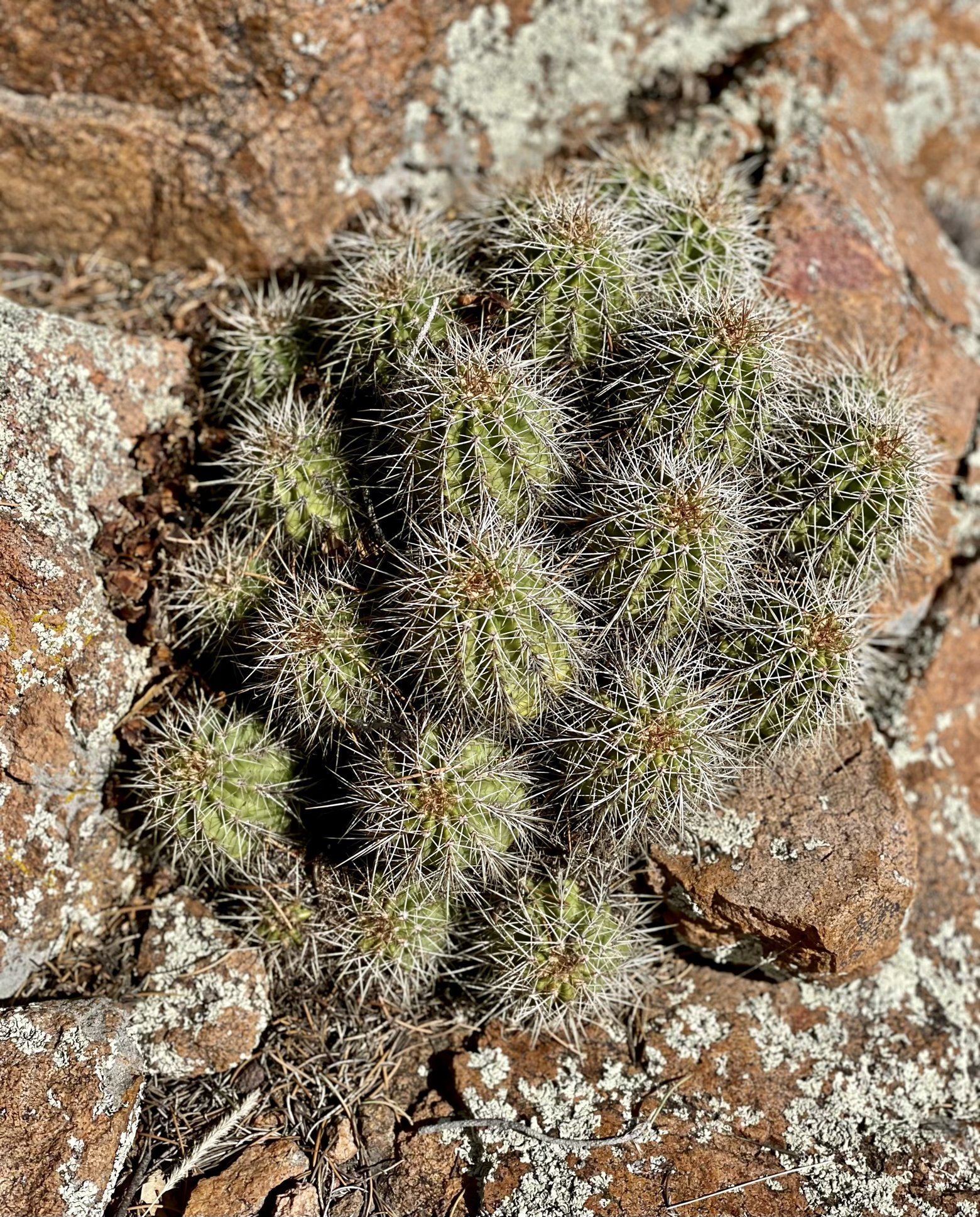 A Cluster of Cacti