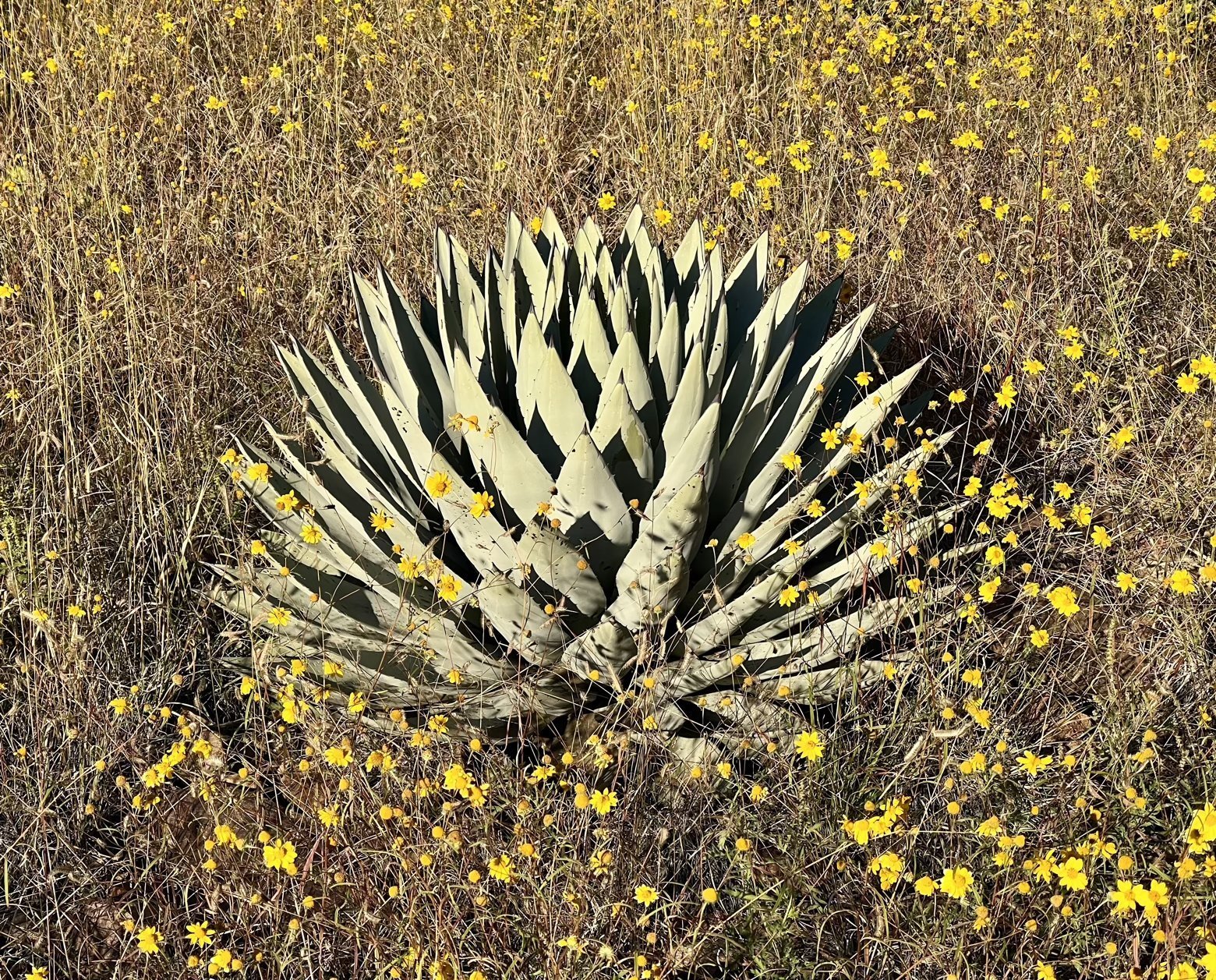 Agave in a field of goldeneye