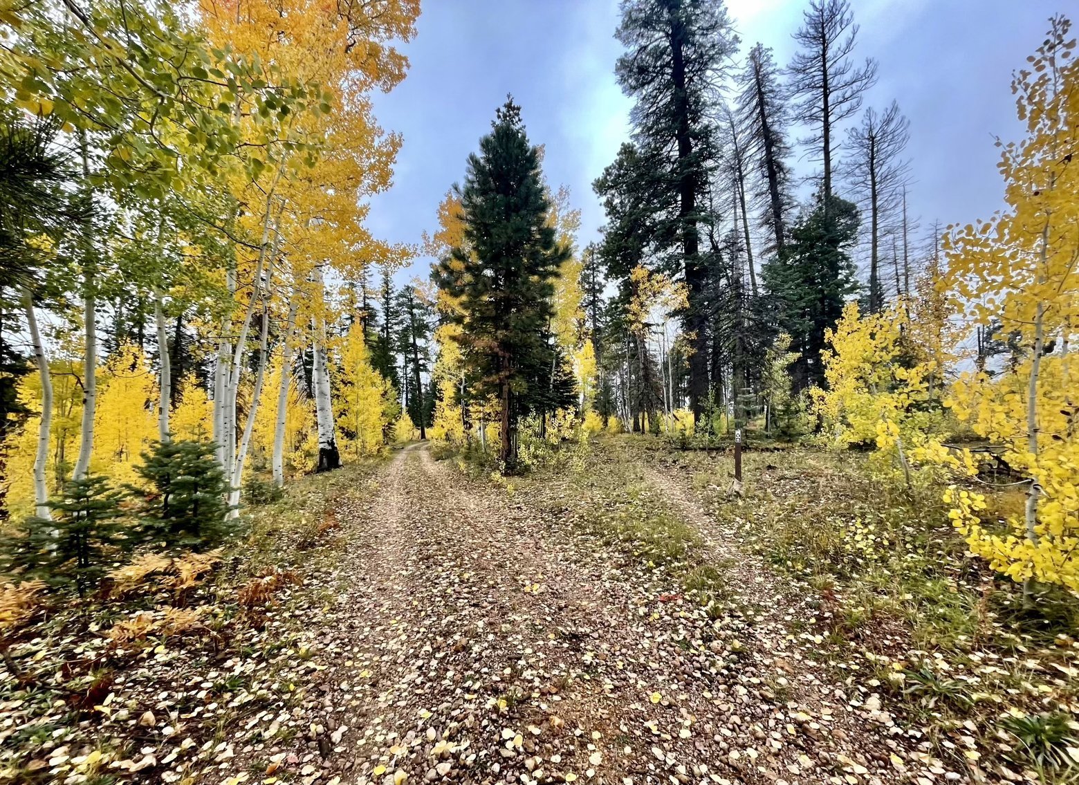 Aspens lighting the way