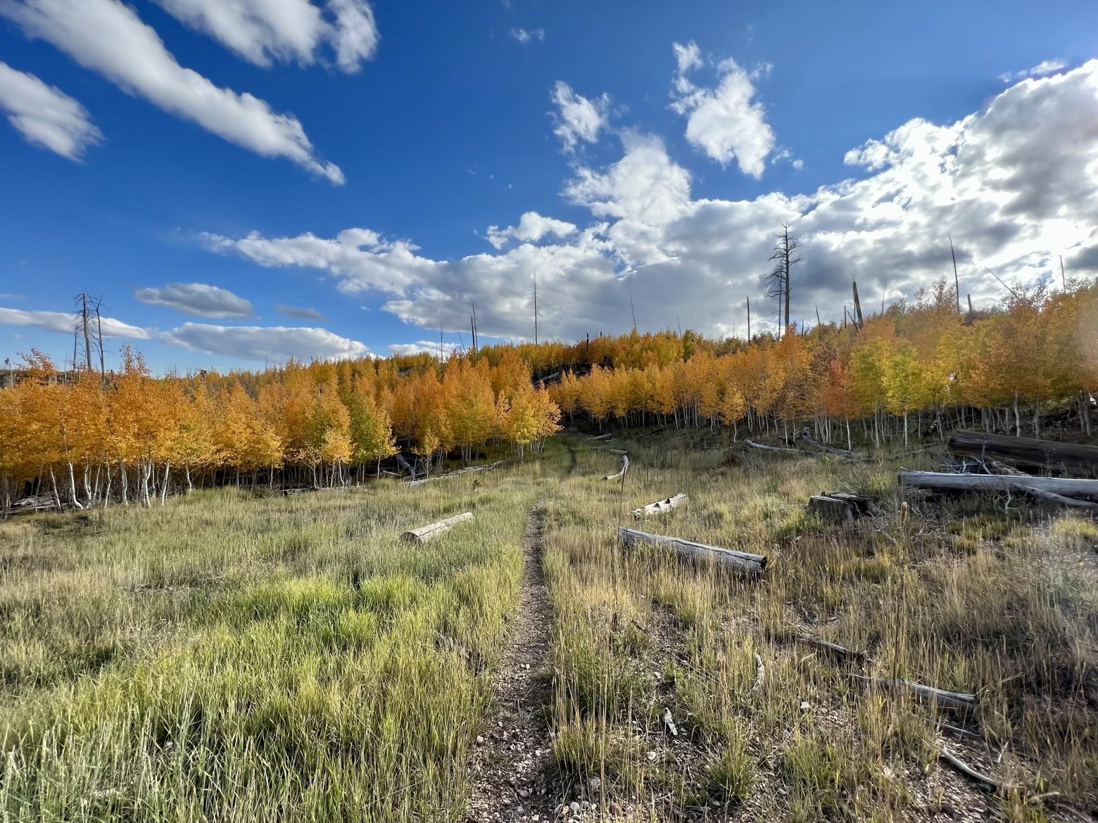 Winding among young aspens, bright with fall color