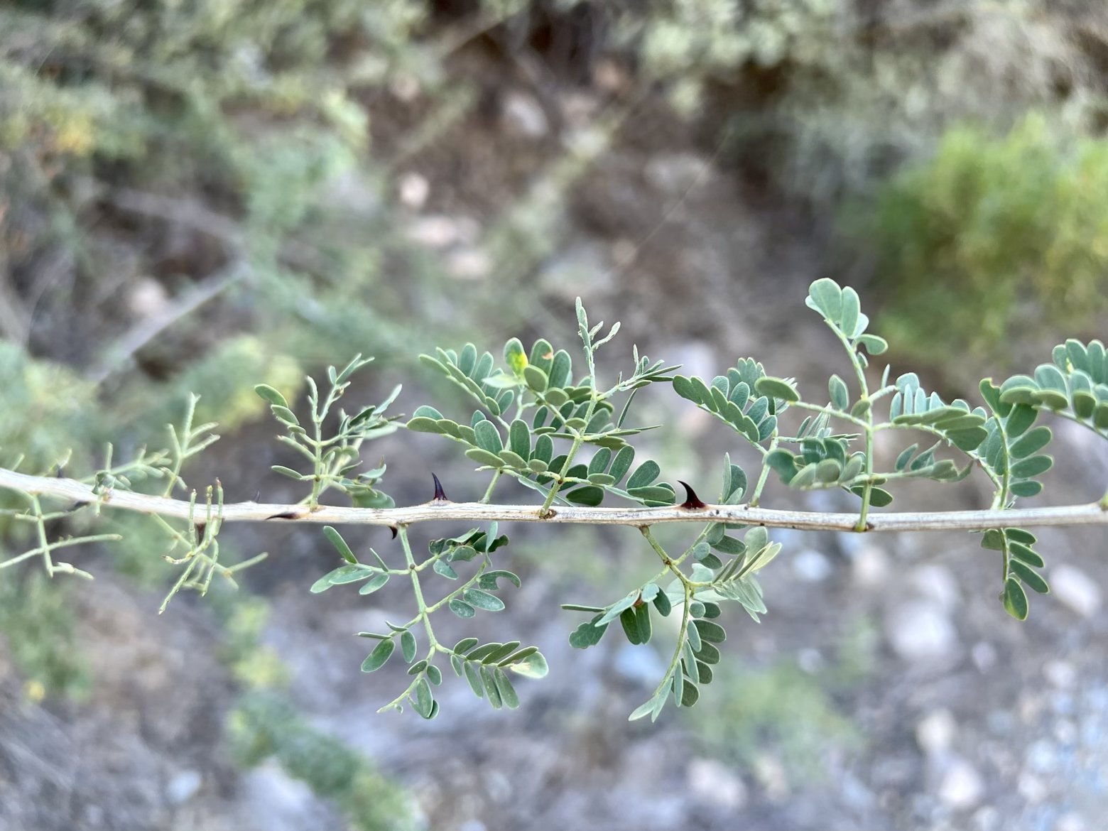 Catclaw acacia