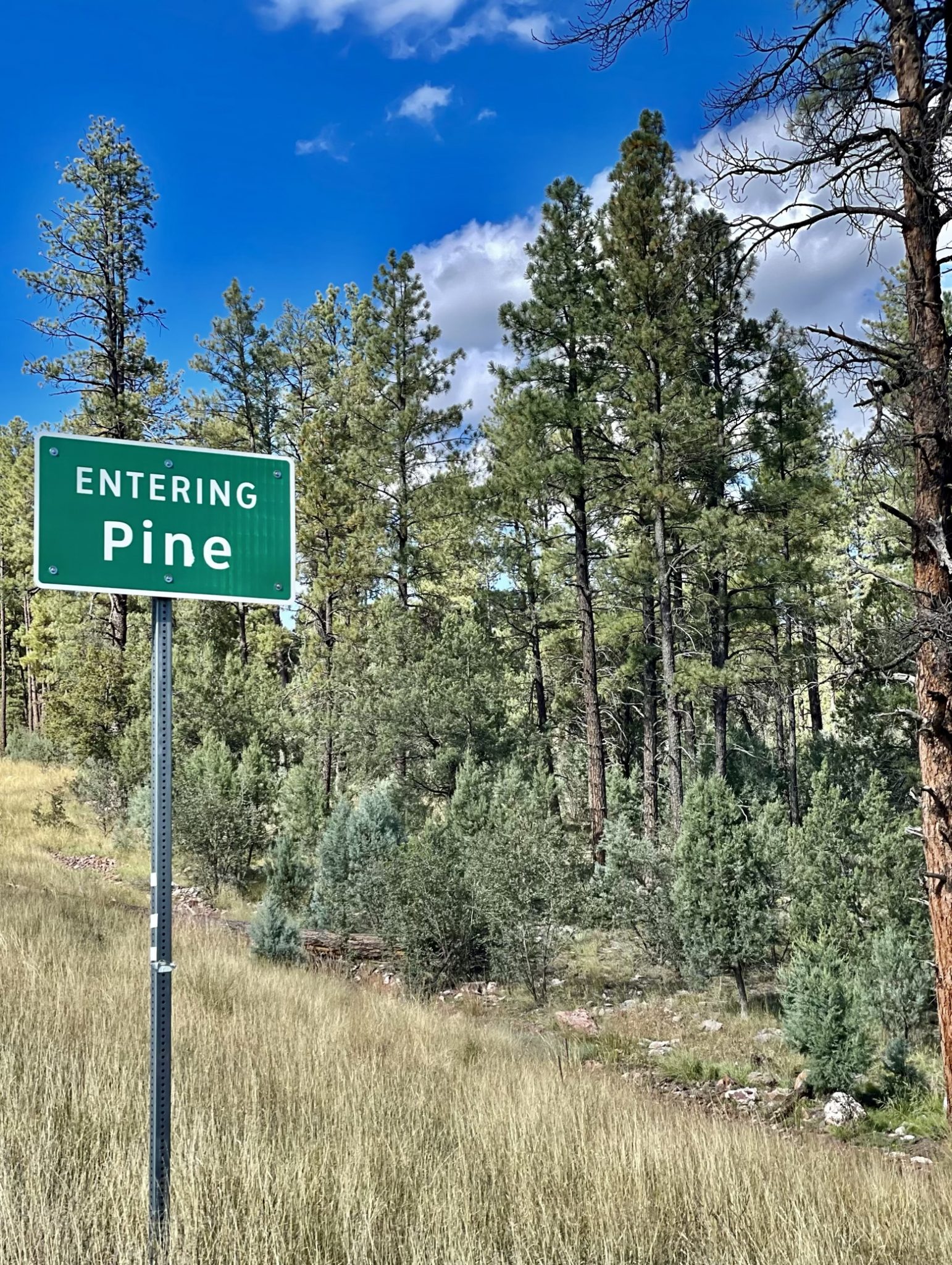 The aptly named Pine, Arizona