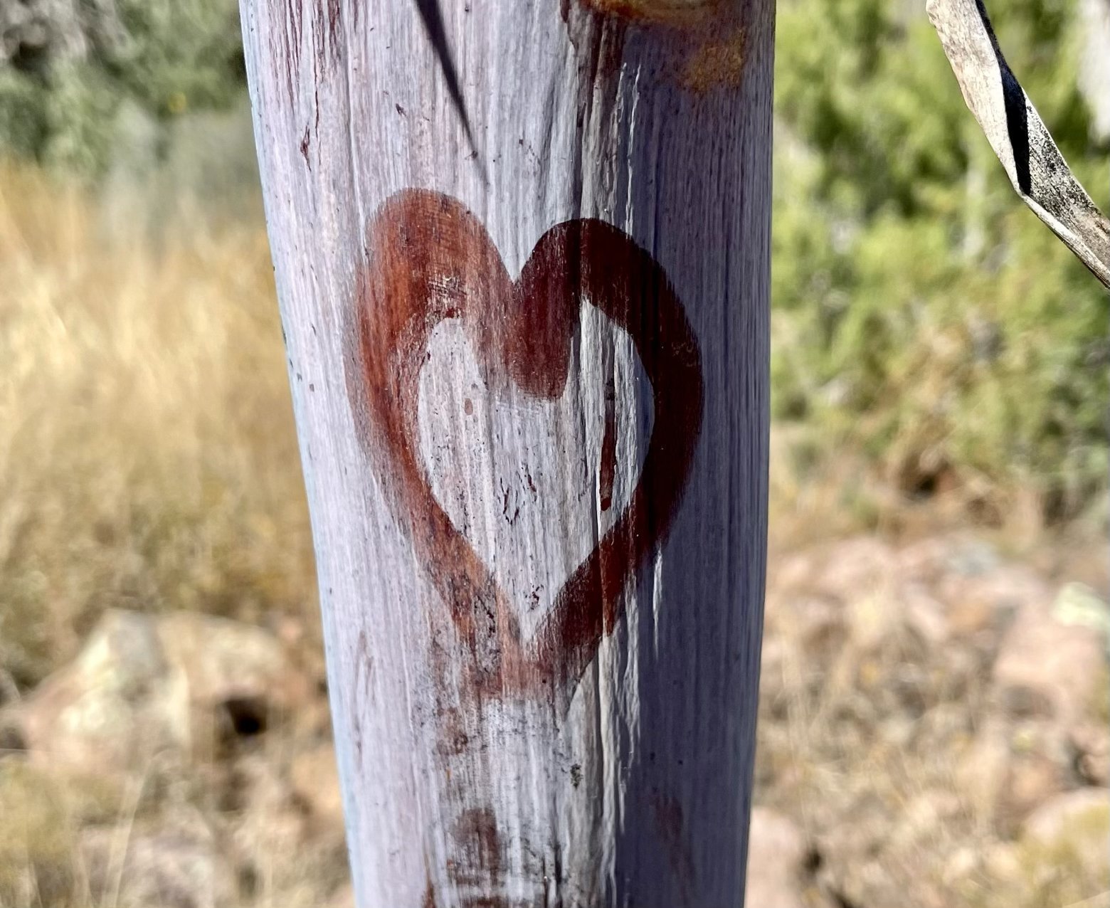 Love from a yucca stalk